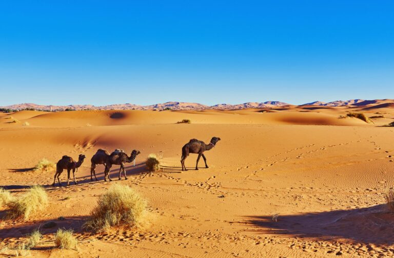 camel-sahara-desert-morocco-scaled.jpg
